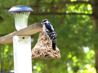 Downy Woodpecker 565