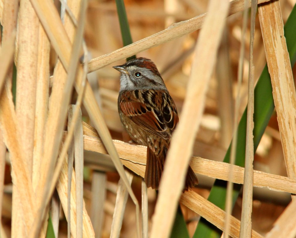 SPARROW, SWAMP (4-6-11) patagonia lake state park, scc, az -02