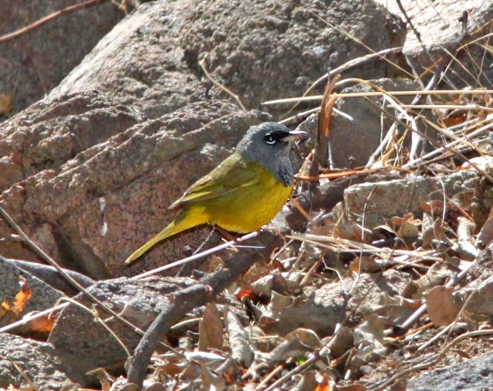 WARBLER, MACGILLIVRAY'S (4-10-11) patagonia lake state park, scc, az -01