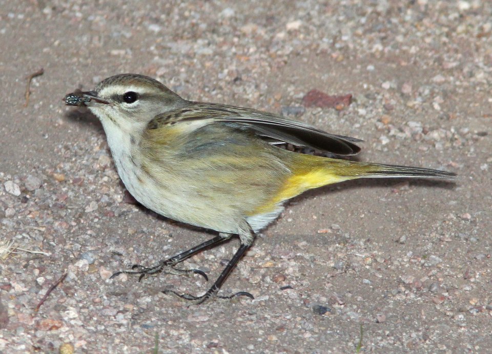WARBLER, PALM (12-15-10) kino springs, scc, az -03b