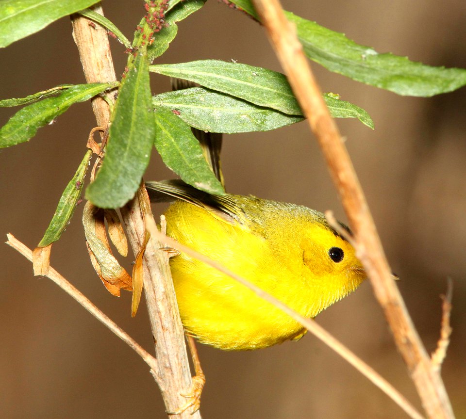 WARBLER, WILSON'S (4-10-11) patagonia lake state park, scc, az -01