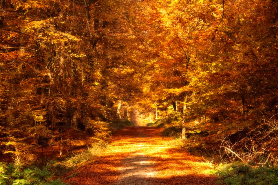Mood landscape nature