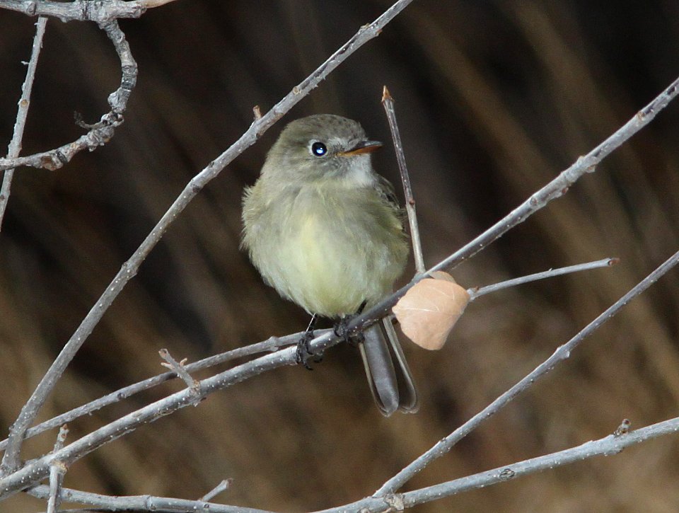 FLYCATCHER, DUSKY (12-31-10) pena blanca lake, scc, az -01