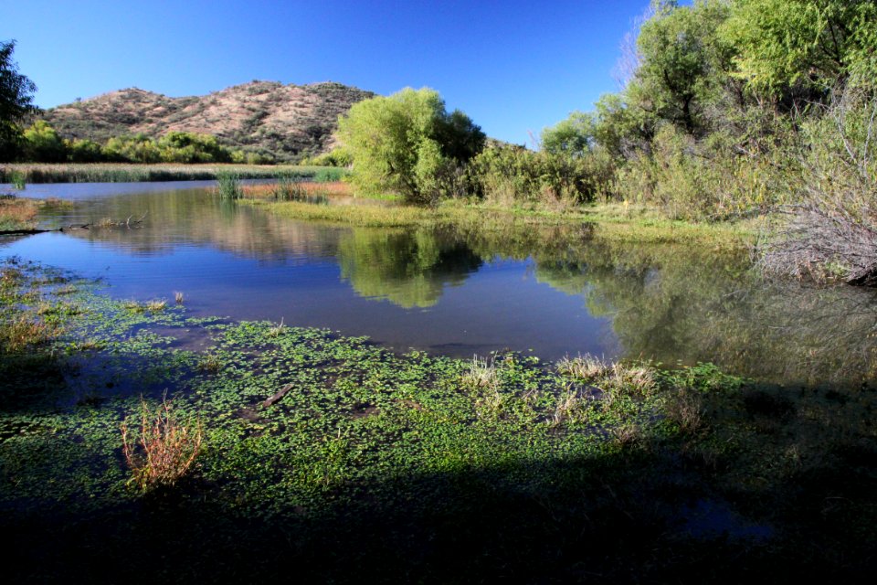 PATAGONIA LAKE STATE PARK, east end (11-1-10) -03
