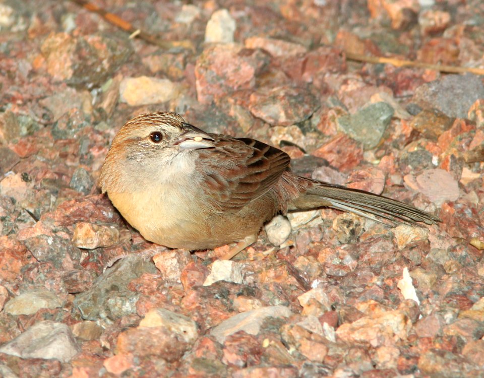 SPARROW, BOTTERI'S (3-24-11) 78 circulo montana, patagonia lake ranch estates, scc, az -03