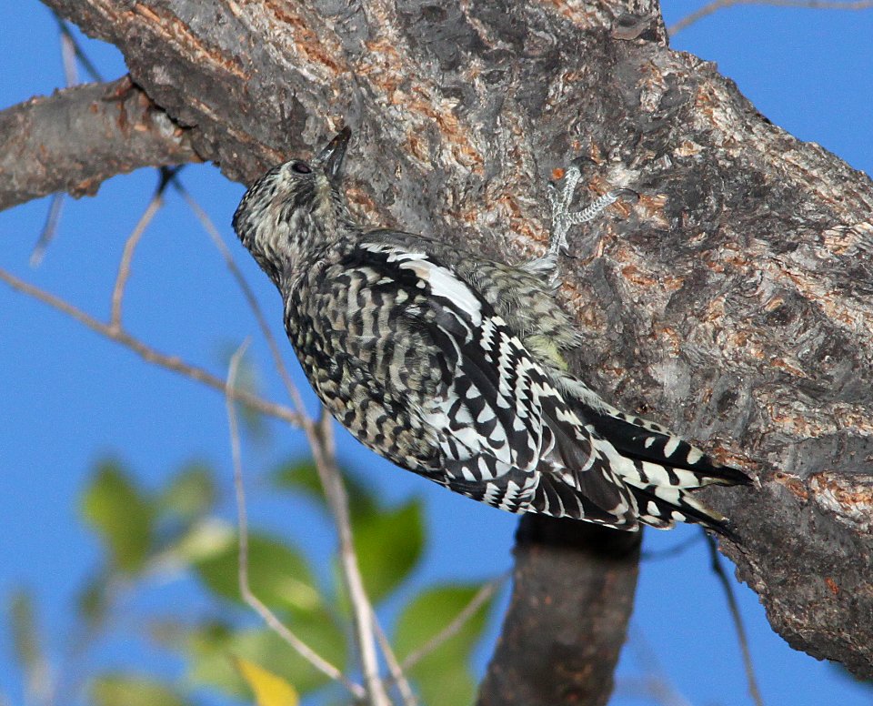 SAPSUCKER, YELLOW-BELLIED (11-17-10) juv, blue haven rd, patagonia, scc, az -14