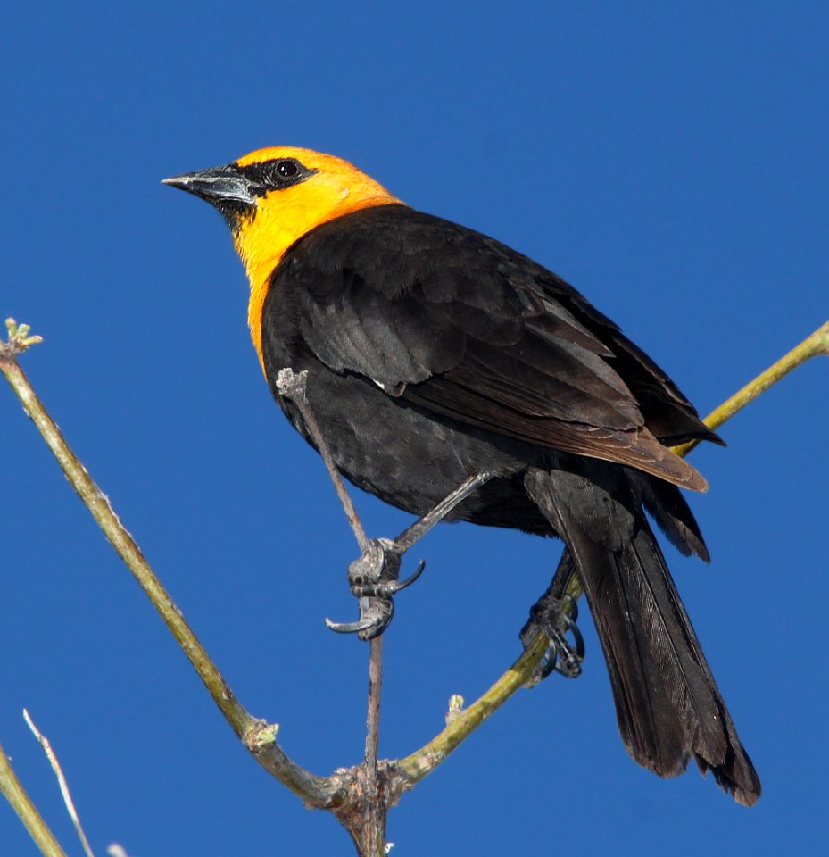 BLACKBIRD, YELLOW-HEADED (4-6-11) patagonia lake state park, scc, az -02