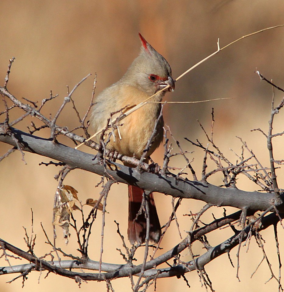 PYRRHULOXIA (12-15-10) imm, kino springs, scc, az -06