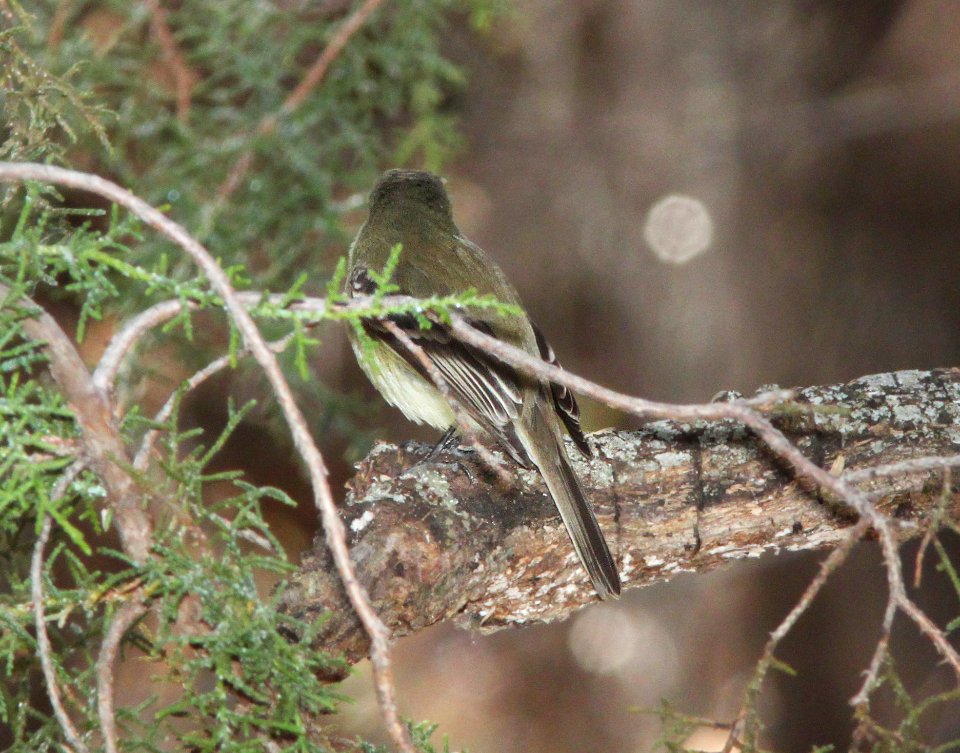 FLYCATCHER, PACIFIC-SLOPE (12-18-10) nogales cbc, 0.6 miles below patagonia lake dam, along sonoita creek, scc, az -02