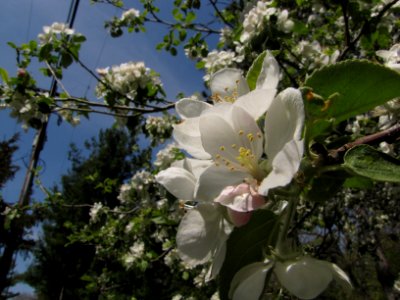 Apple Blossoms photo