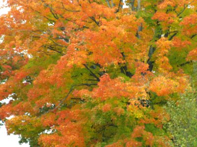 Fall Texture 813