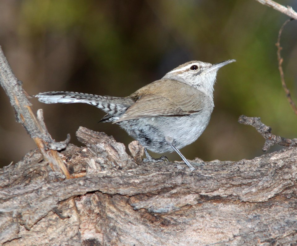 WREN, BEWICK'S (3-22-11) patagonia lake, scc, az -01