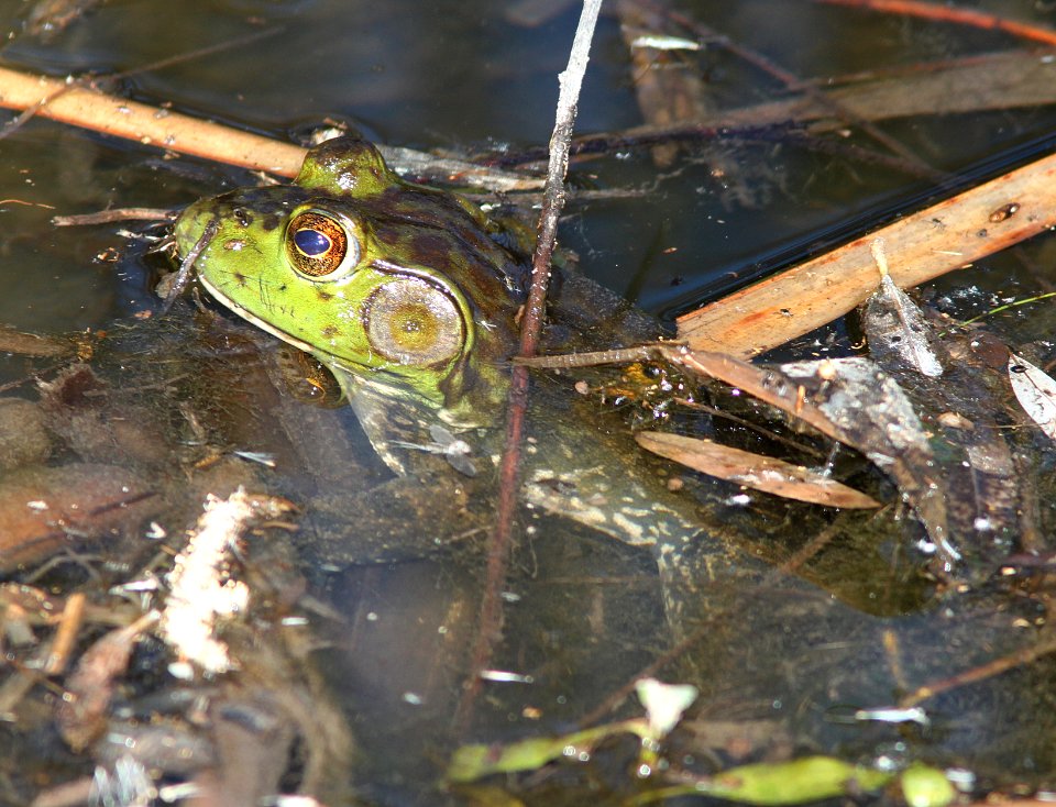 BULLFROG (Rana catesbeiana) (5-13-11) patagonia lake state park, scc, az -01