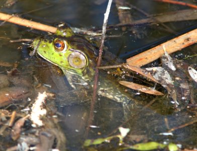 BULLFROG (Rana catesbeiana) (5-13-11) patagonia lake state park, scc, az -01