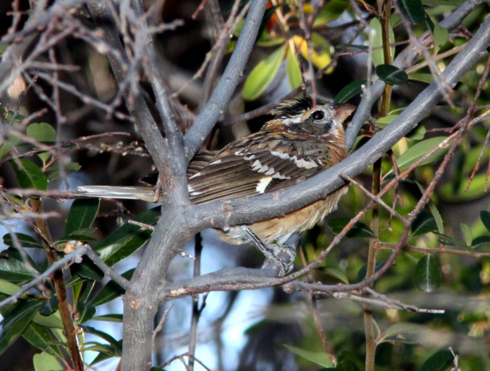 GROSBEAK, BLACK-HEADED (1-2-11) santa gertrudis lane, scc, az -01
