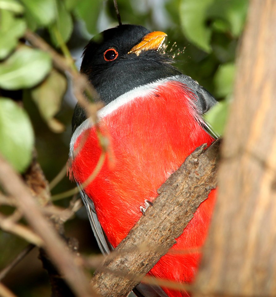 TROGON, ELEGANT (3-27-11) patagonia lake, scc, az -01