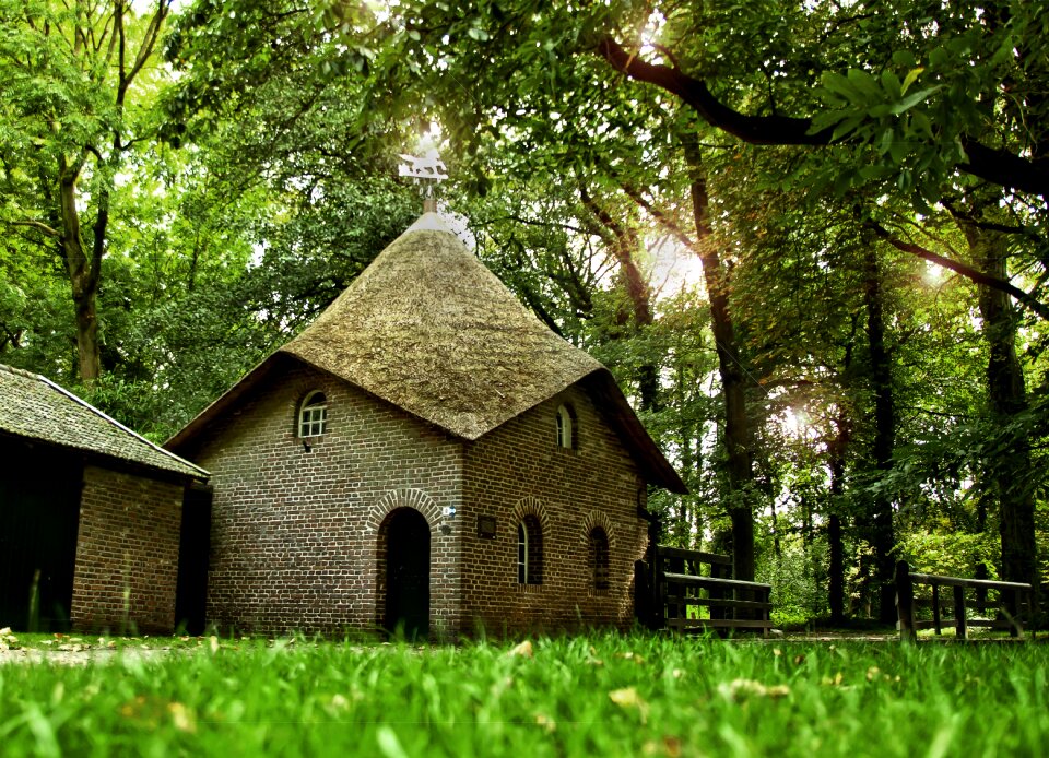 Forest nature from the bottom