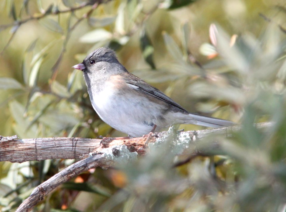 JUNCO, DARK-EYED (12-16-10) gray-headed, humboldt cyn, scc, az -02