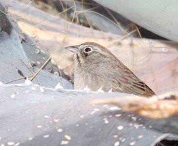 SPARROW, RUFOUS-CROWNED (3-21-11) 78 circulo montana, patagonia lake ranch estates, scc, az -02