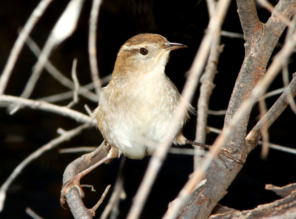 WREN, MARSH (12-11-10) pena blanca lake, scc, az -02