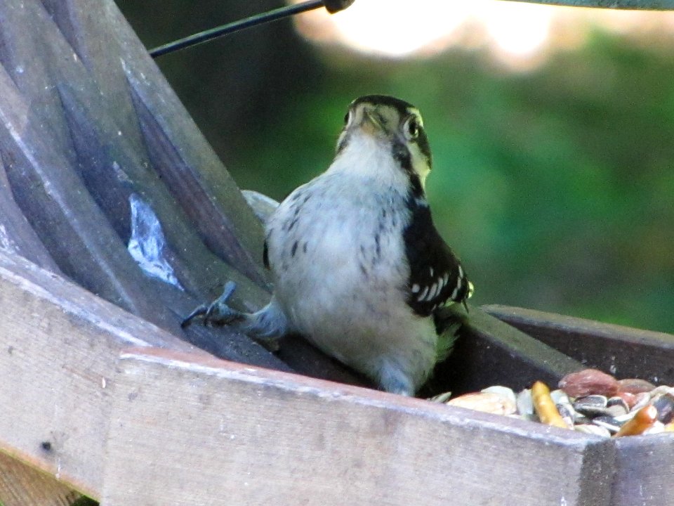 Juvenile Downy Woodpecker