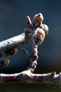 sakura 2019-17