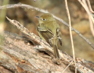 FLYCATCHER, HAMMOND'S (3-22-11) patagonia lake, scc, az -01