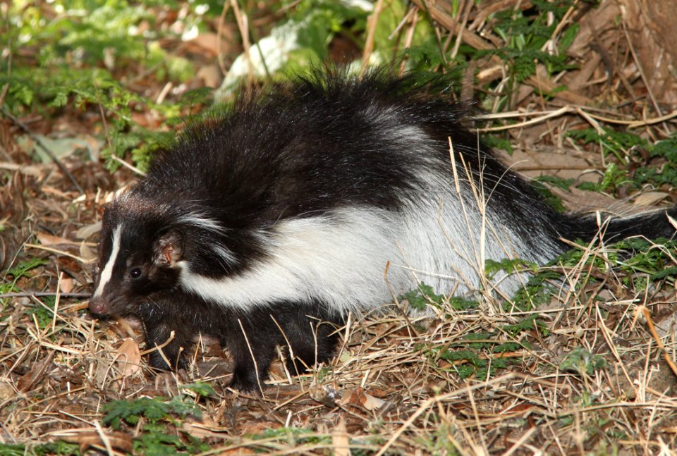SKUNK, HOODED (Mephitis macroura) (1-13-11) patagonia lake, scc, az -02