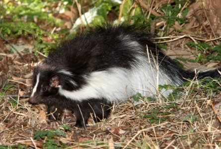 SKUNK, HOODED (Mephitis macroura) (1-13-11) patagonia lake, scc, az -02