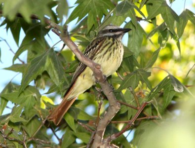 FLYCATCHER, SULPHUR-BELLIED (6-9-11) harshaw canyon, scc, az -02b