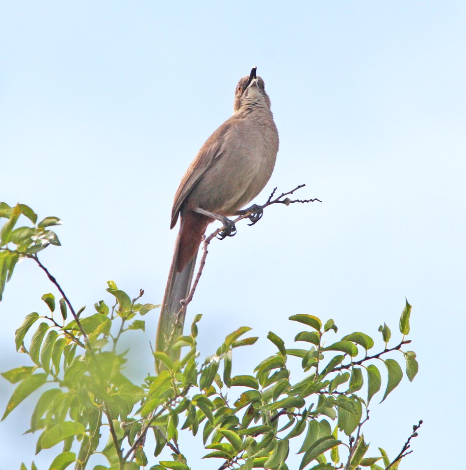 THRASHER, CRISSAL (6-1-11) de anza trail north from rio rico dr, rio rico, scc, az -03