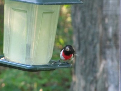 Rose Breasted Grosbeak photo