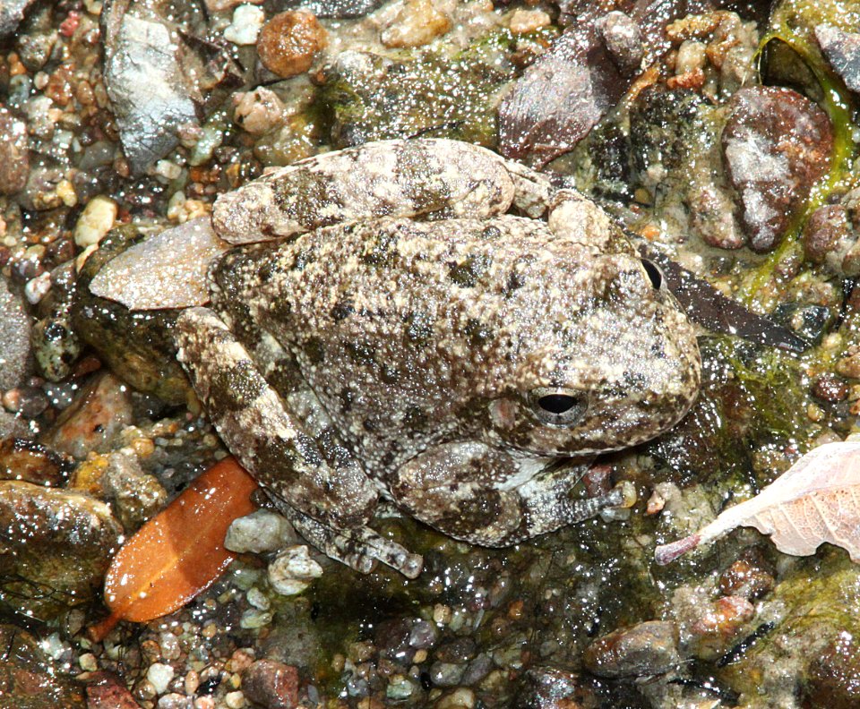 CANYON TREEFROG (Hyla arenicolor) (6-9-11) temporal gulch, scc, az -01