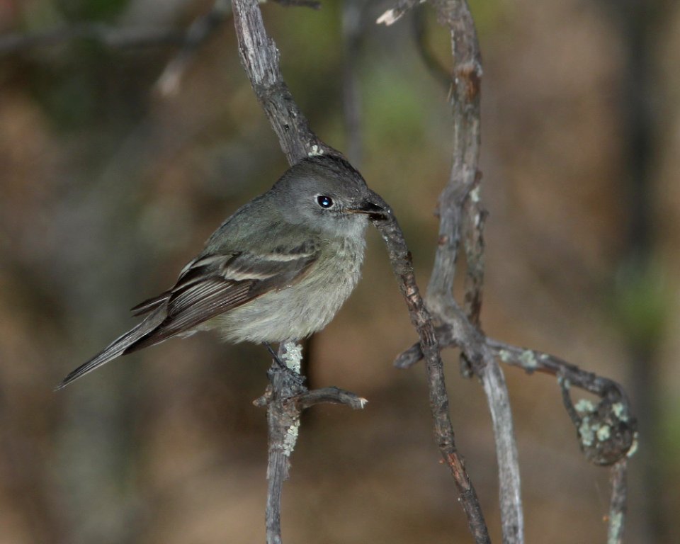 FLYCATCHER, HAMMOND'S (5-1-11) humboldt cyn, scc, az -01