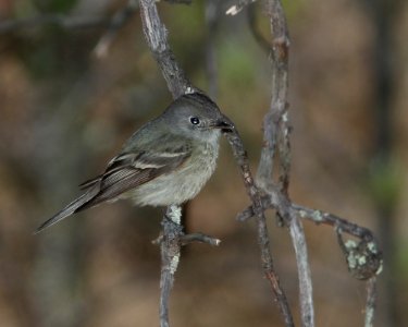 FLYCATCHER, HAMMOND'S (5-1-11) humboldt cyn, scc, az -01