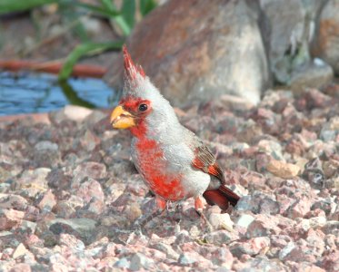 PYRRHULOXIA (5-31-11) 78 circulo montana, patagonia lake ranch estates, scc, az -01