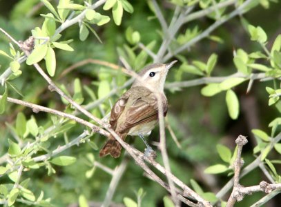 VIREO, WARBLING (5-5-11) patagonia lake, scc, az -01