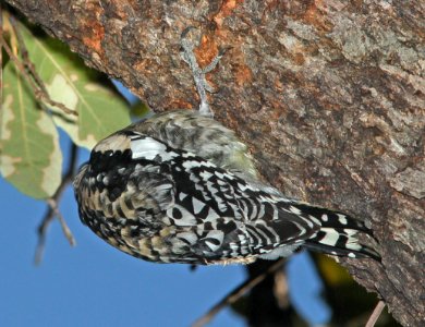 SAPSUCKER, YELLOW-BELLIED (3-15-11) pena blanca lake, scc, az -07