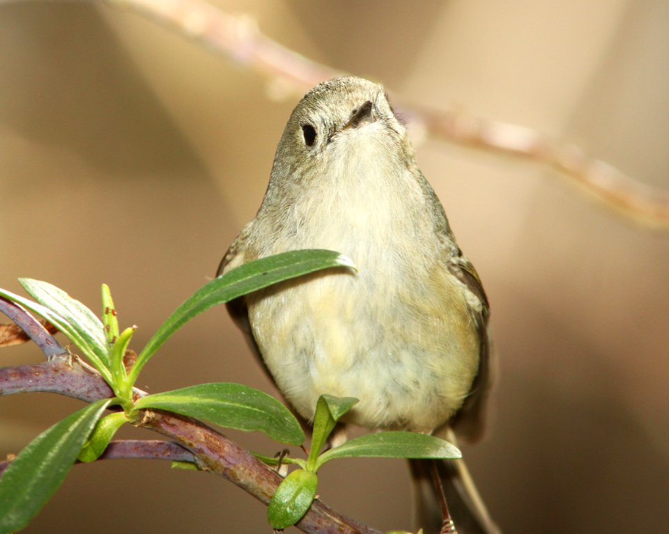 KINGLET, RUBY-CROWNED (3-6-11) patagonia lake, scc, az -01