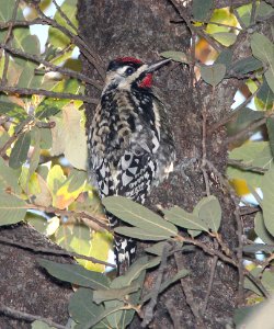SAPSUCKER, YELLOW-BELLIED (3-15-11) pena blanca lake, scc, az -02