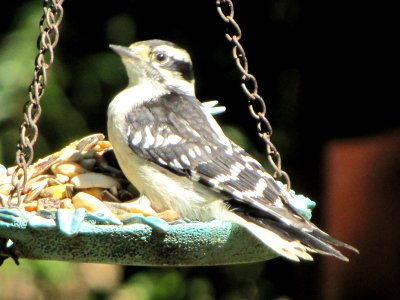 Juvenile Downy Woodpecker