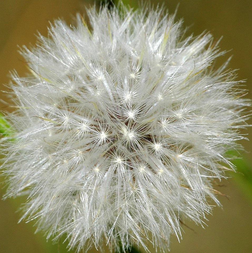 Dandelion - NSW Snowy Mountains