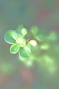 Emerging