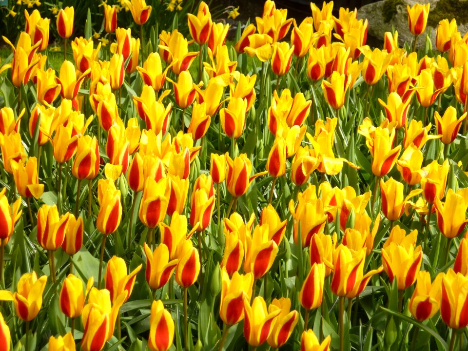 Blossom bloom plant