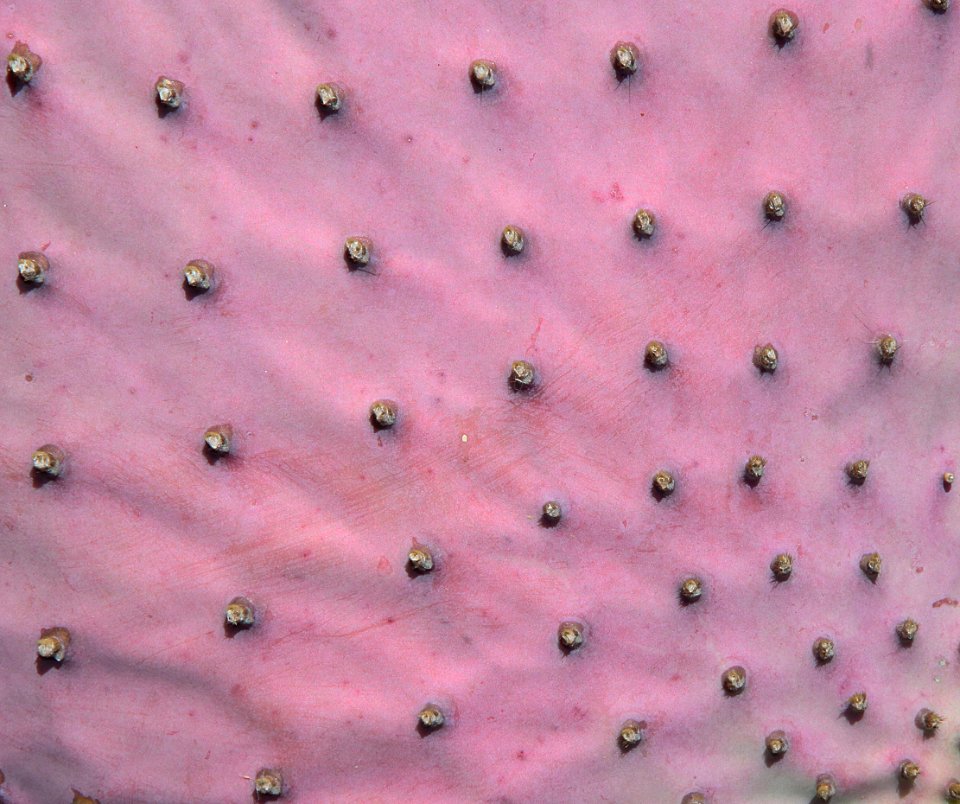 PRICKLY PEAR, SANTA RITA (Opuntia santa-rita) (5-20-11) -03