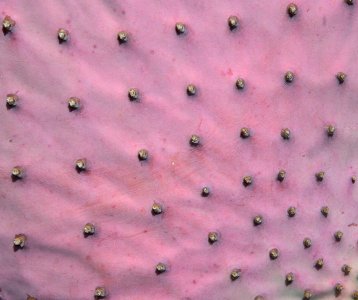 PRICKLY PEAR, SANTA RITA (Opuntia santa-rita) (5-20-11) -03