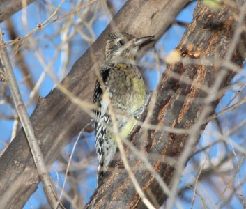 SAPSUCKER, YELLOW-BELLIED (12-12-10) juv, blue haven rd, patagonia, scc, az -01