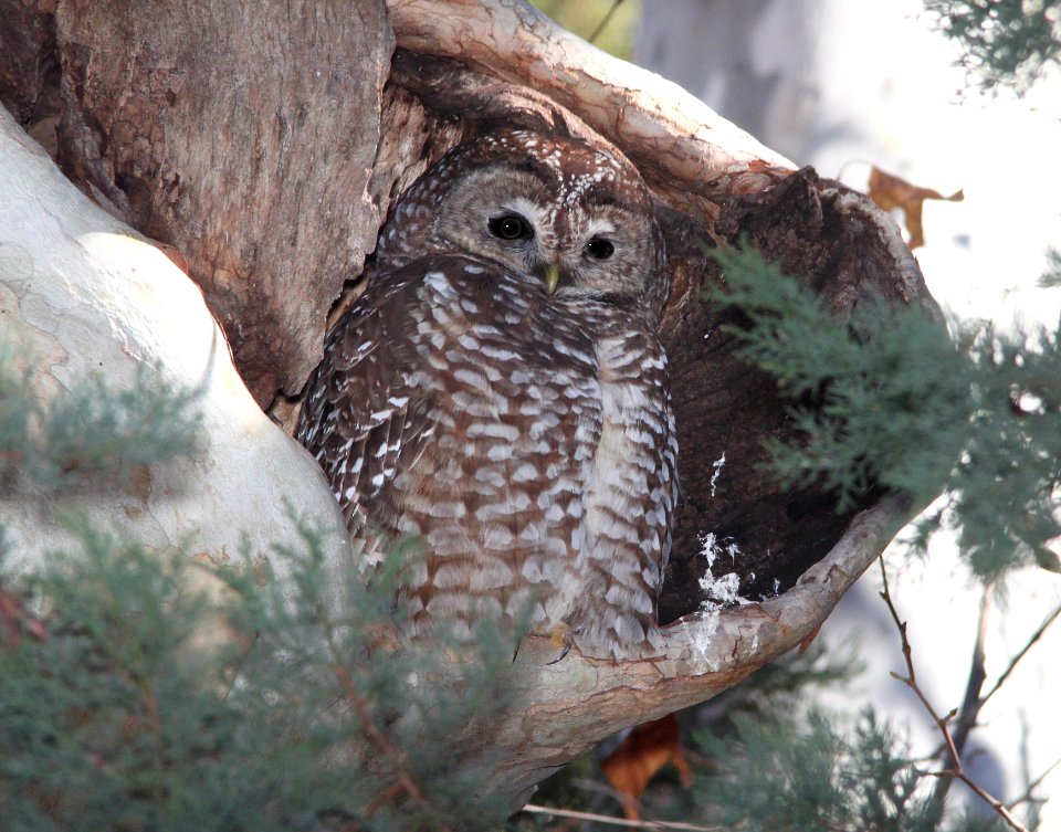 OWL, SPOTTED (12-23-10) garden canyon, cochise co, az - 02