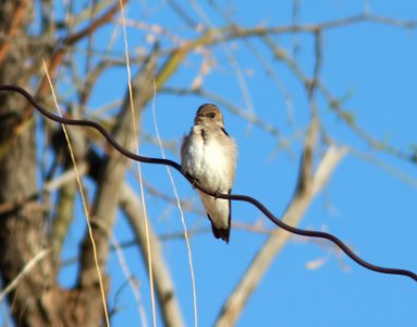 SWALLOW, ROUGH-WINGED (5-17-11) patagonia lake, scc, az -01