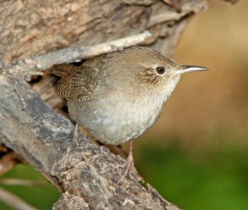 WREN, HOUSE (1-2-11) north along river from santa gertrudis lane, tumacacori, scc, az - 02